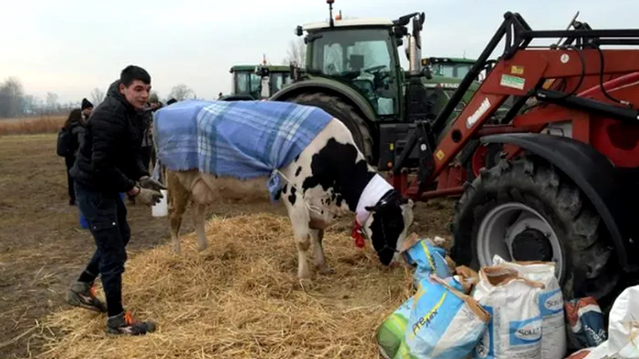 Polonezii au dat atacul la rapiţa ucrainenilor. Autorităţile au declanşat ancheta