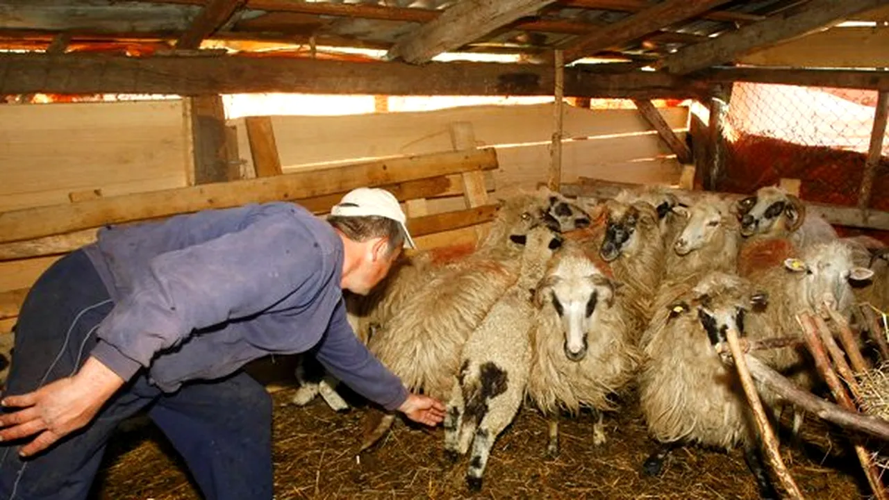 Preţul cărnii de miel va creşte în acest an, susţin crescătorii de ovine