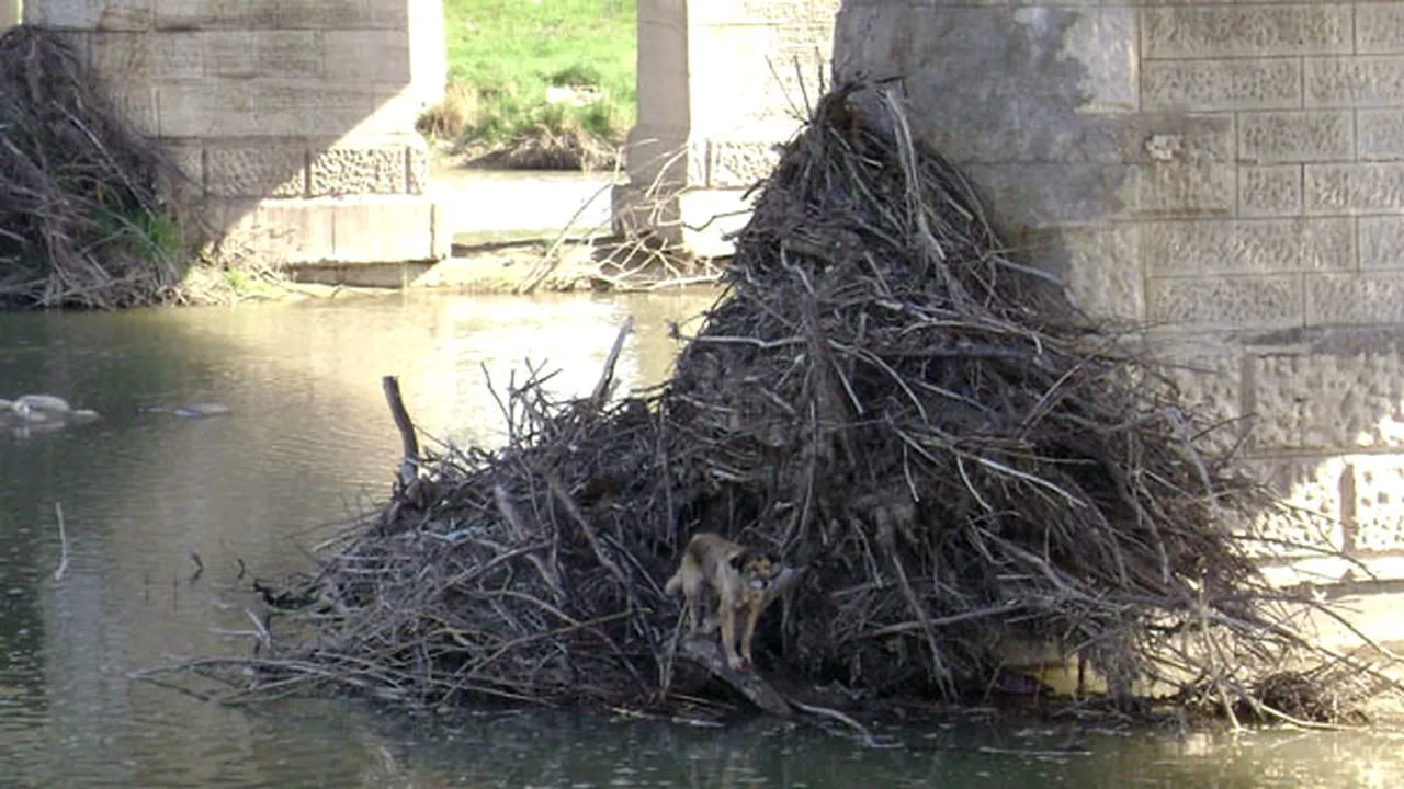 Câine salvat de pompieri după ce rămăsese blocat pe râul Suceava - FOTO