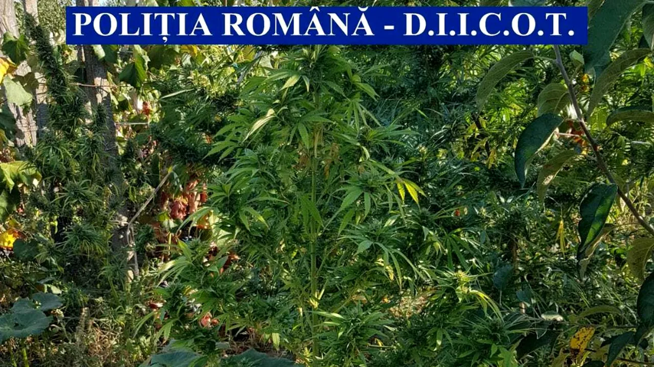 O cultură de cannabis ascunsă în vie a fost găsită de DIICOT