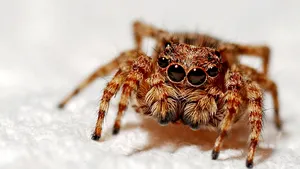 Cum să scapi de păianjenii și muștele din casa ta pe timpul verii. Sfaturi ce te ajută să ții insectele la distanță