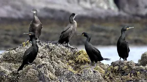 Mai mulţi parlamentari PSD propun modificarea legii vânătorii, astfel încât să permită şi vânarea cormoranilor mari