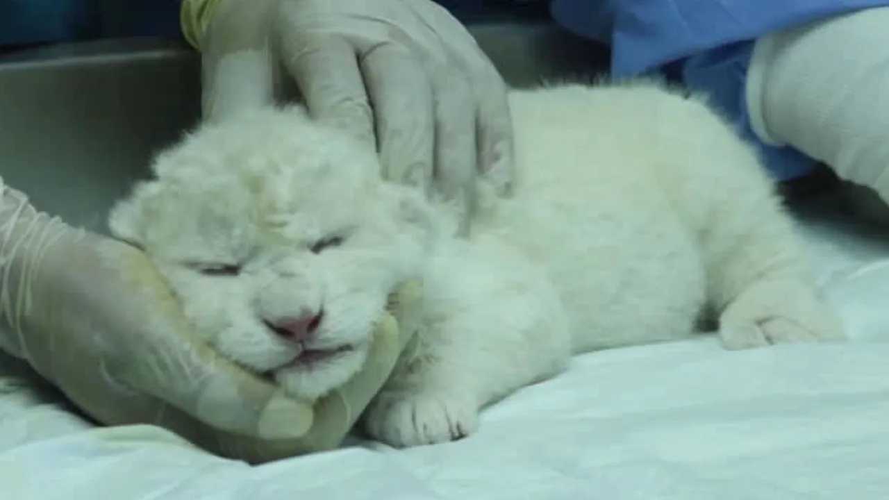 Senzaţie în Venezuela. O grădină zoologică a întâmpinat primii trei pui de leu alb din ţară 