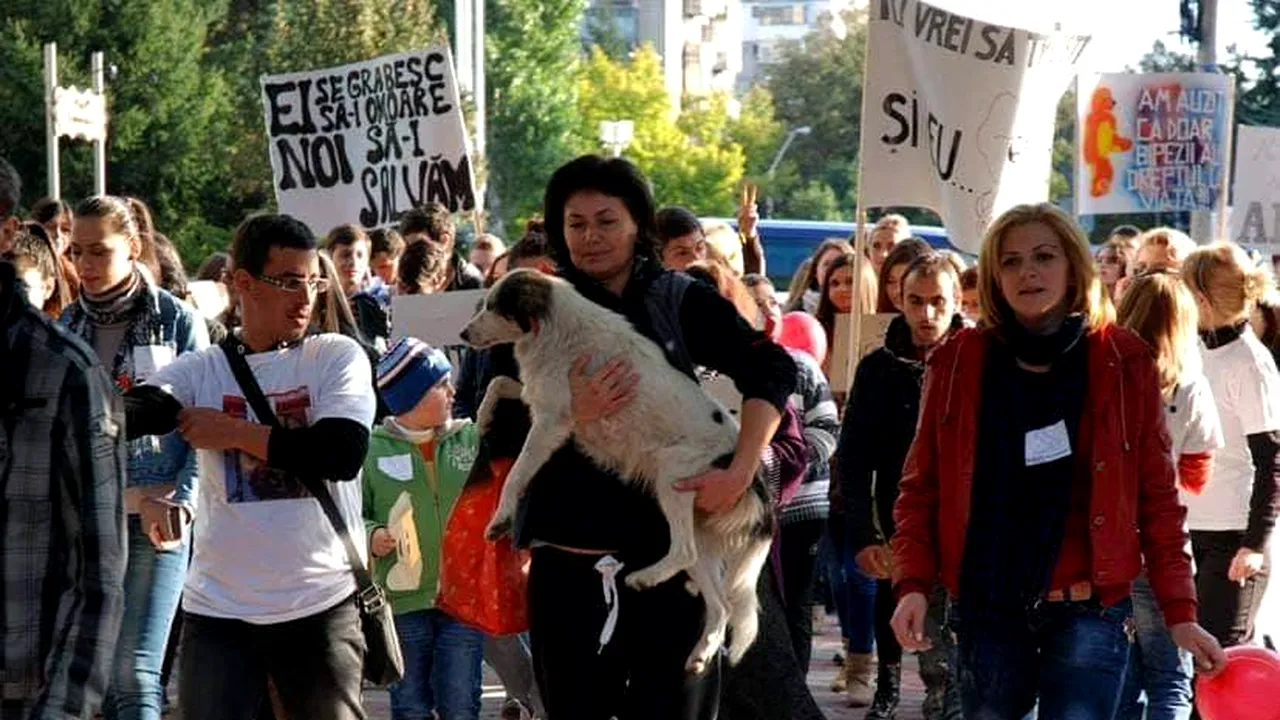 Câinele mascotă al protestelor izbucnite la Galaţi după incendiul din clubul Colectiv îşi caută stăpân