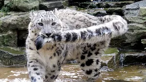 Un leopard al zăpezilor de la grădină zoologică din San Diego, diagnosticat cu COVID-19 