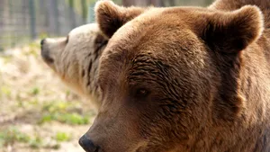 Un bărbat a fost ucis de un urs la Zărneşti
