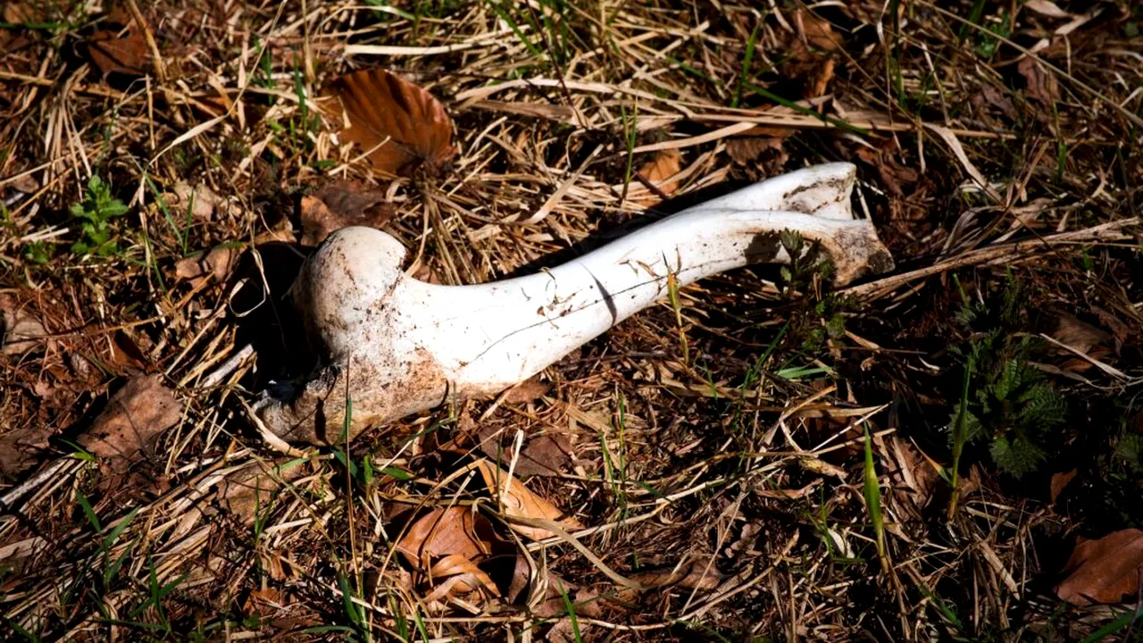 Cadavre de animale în putrefacție, descoperite pe un teren din Constanța. Autoritățile fac anchetă