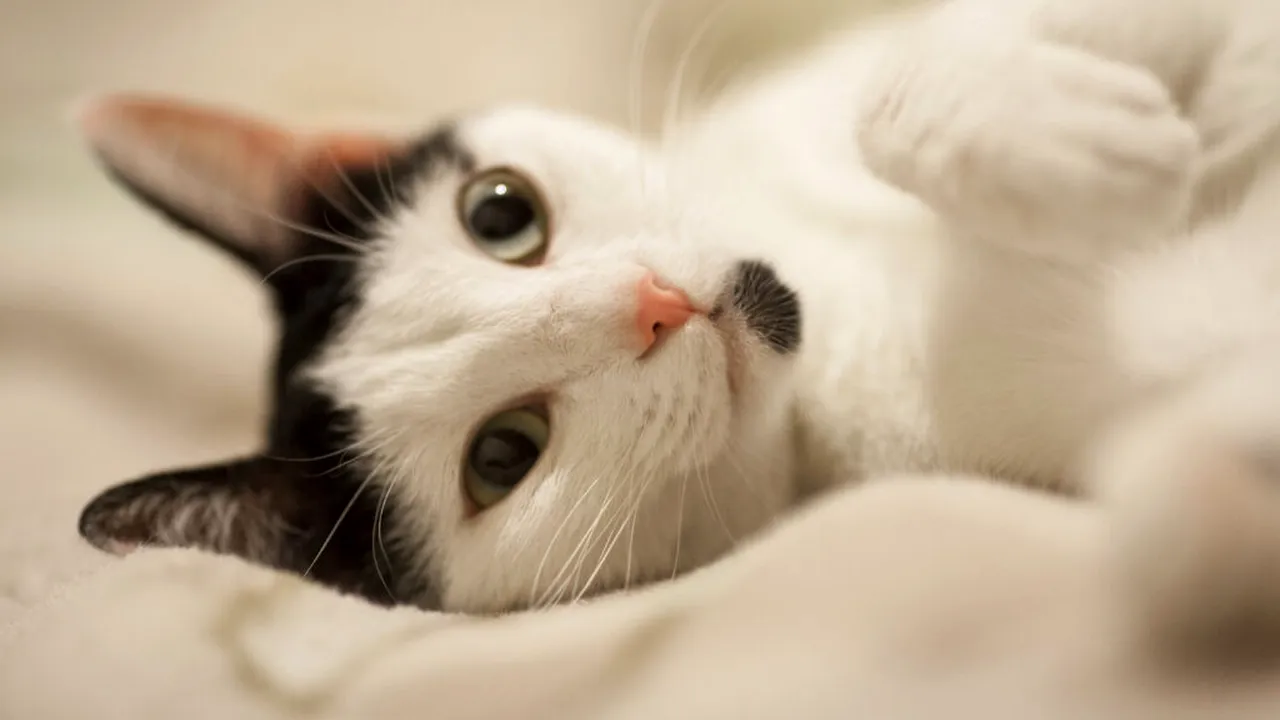 Studiu surprinzător: Pisicile miaună mai mult la bărbați decât la femei. Care este explicația