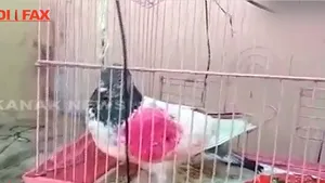 Poveste reală: Porumbel arestat în India, suspectat de spionaj! Ce s-a descoperit asupra ”spionului”