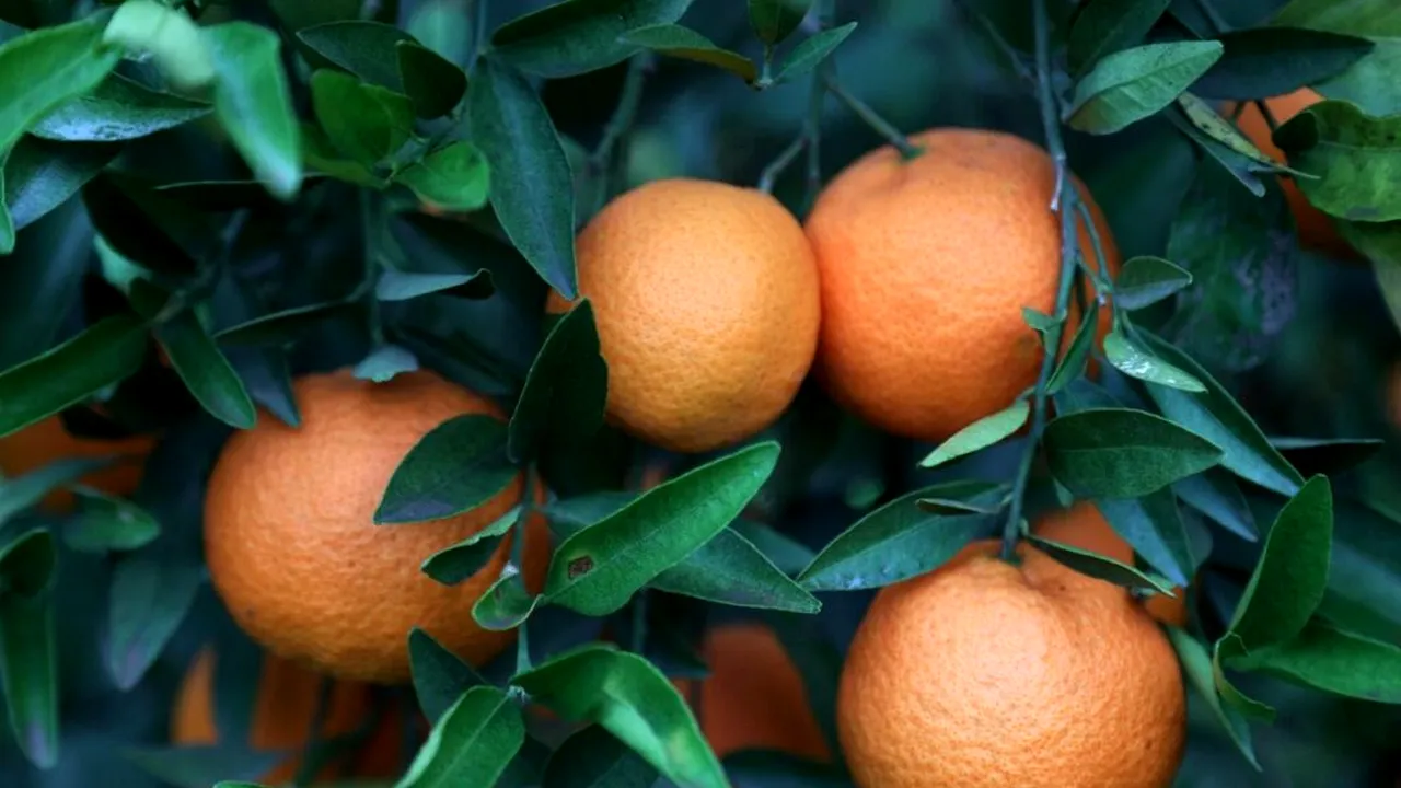 Câte mandarine trebuie să mănânci pe zi pentru a acoperi necesarul de vitamina C