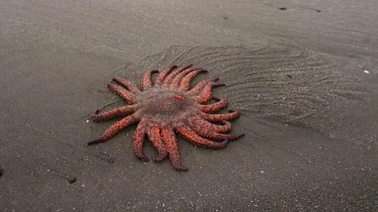Bacteria responsabilă de boala devastatoare care afectează stelele de mare. S-a pierdut 90% din populația globală de stele de mare floarea-soarelui în 10 ani