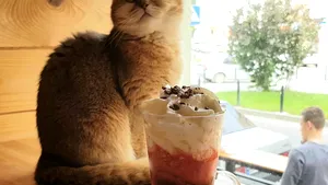 7.000 de câini şi pisici fără pedigree, sterilizate gratuit în Bucureşti