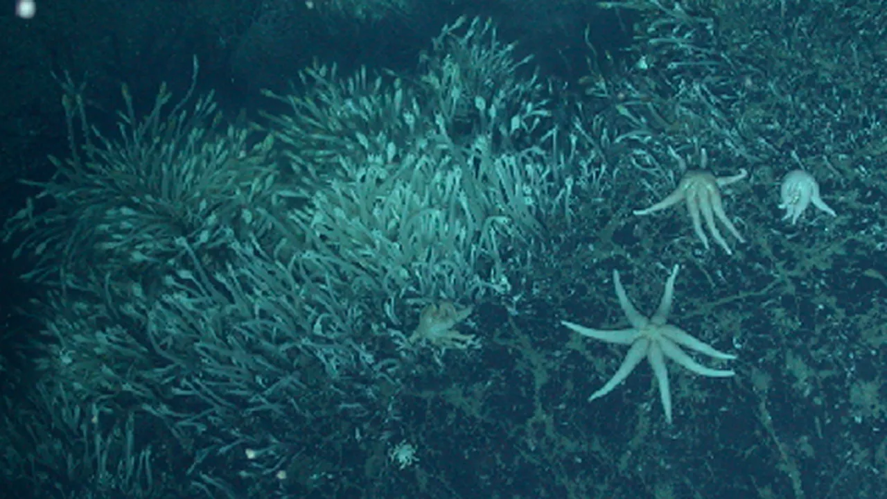 Neozeelandezii cer protecţia fructelor de mare. Prinderea lor perturbă ecosistemele şi conduce unele specii spre dispariţie