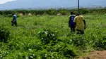 Fermier italian condamnat la 16 ani de închisoare după ce a lăsat un muncitor indian să moară