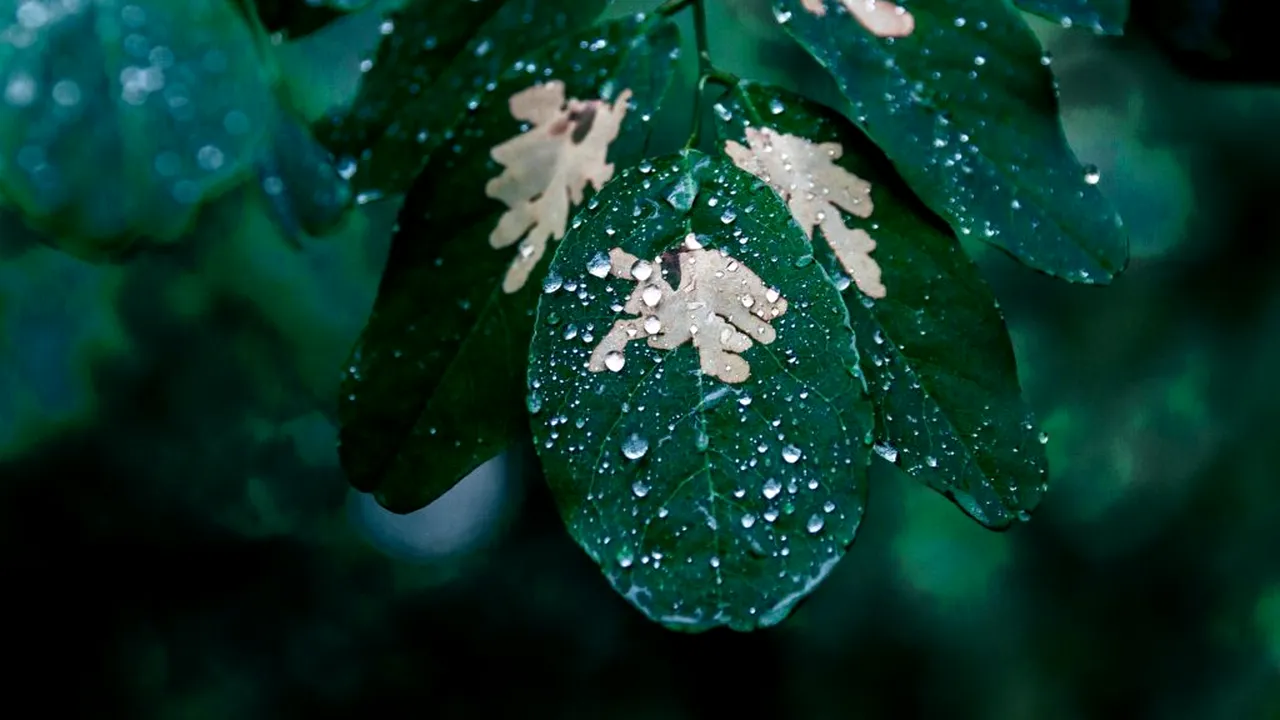 Sunetul ploii ar putea ajuta semințele să decidă când să încolțească