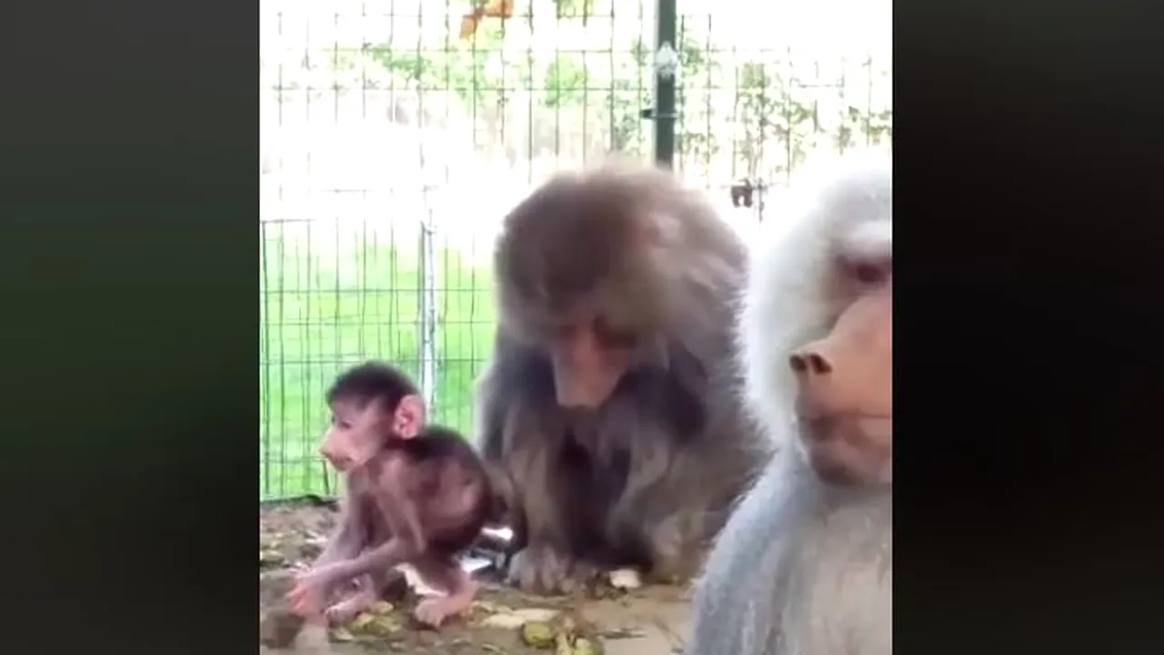 Grădina Zoologică din Hunedoara, în căutare de nume pentru un pui de babuin, născut în captivitate | VIDEO