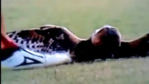 Un fotbalist ar putea fi sancţionat pentru că a lovit o bufniţă cu piciorul - VIDEO
