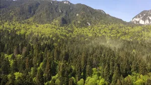 Imagini spectaculoase în Parcul Naţional Piatra Craiului. Un fenomen ce se întâmplă doar o zi pe an a fost surprins pe cameră