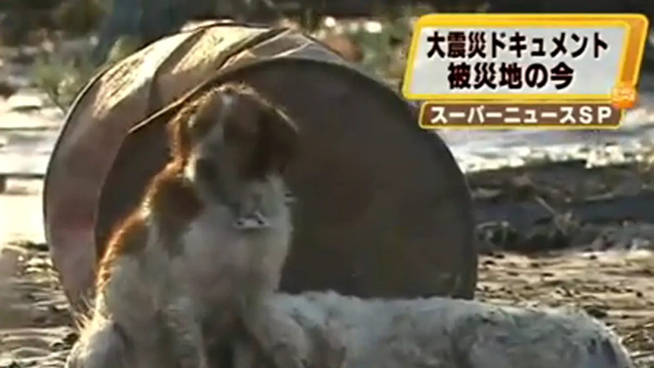 Un câine din Japonia nu vrea să abandoneze un câine rănit - VIDEO