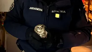 Apel neobișnuit la 112. Jandarmii au scos o bufniță din apartamentul unor botoșăneni