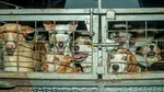 După 13 ani de eutanasiere, România încearcă o altă cale pentru câinii fără stăpân. Experimentul care a ajutat aproape 40.000 de animale