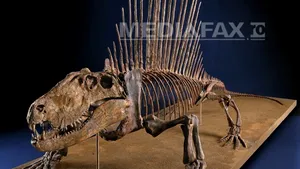 STUDIU: Marea extincţie din permian s-a produs într-un interval de doar 60.000 de ani