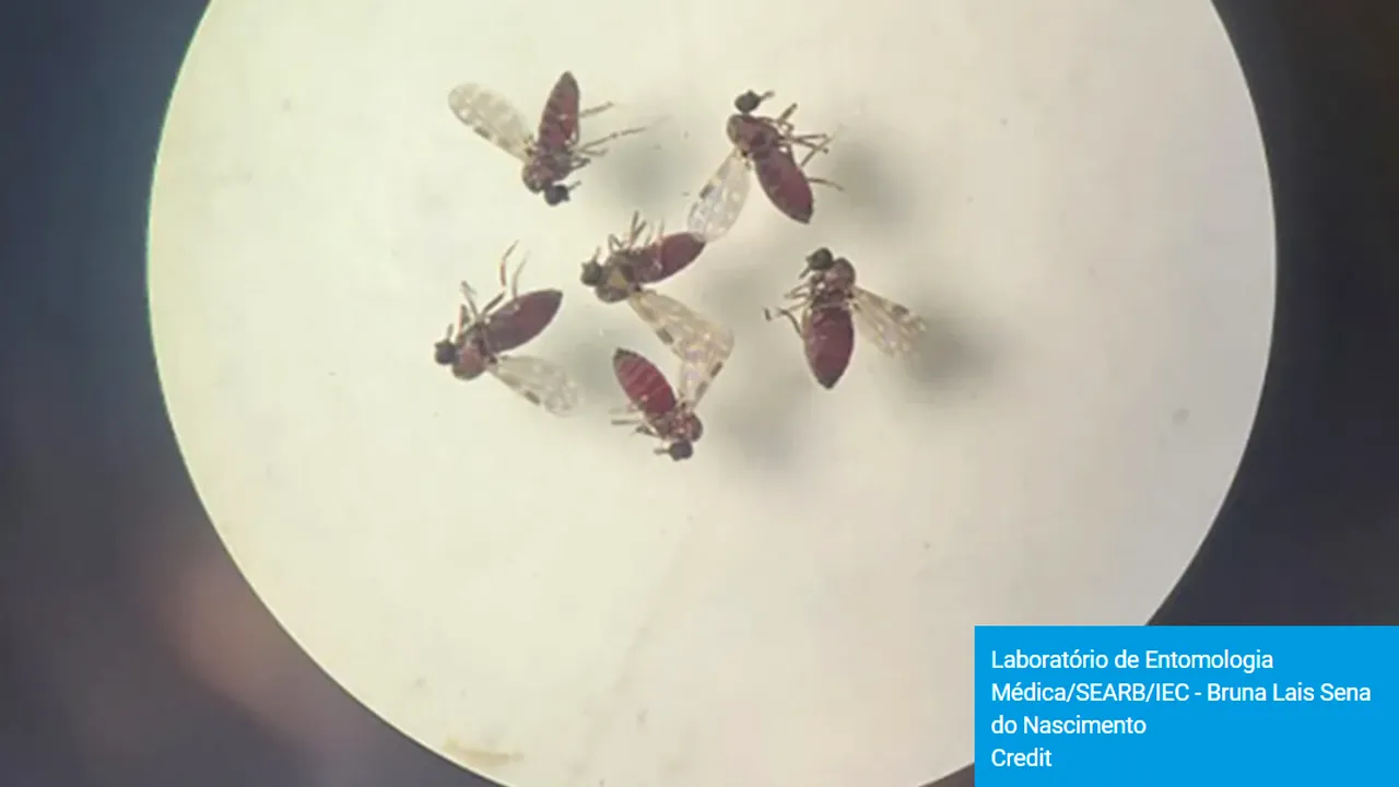 Alertă epidemiologică. Cresc cazurile de virus Oropouche