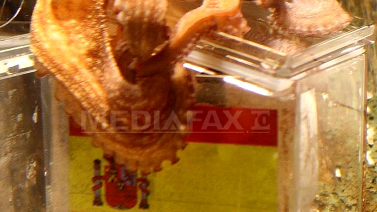 Caracatiţei Paul i-au ieşit toate 