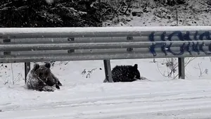 Doi pui de urs, surprinşi în timp ce se joacă în zăpadă, la marginea unui drum din Vrancea. Asociaţie: Necazul nostru este că există riscul să ne trezim cu ei accidentaţi de vreo maşină | VIDEO