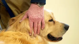 Măsurile de protecţie anti-Covid, un pericol în plus pentru animale. Cum îţi poţi feri patrupedul de substanţele toxice 