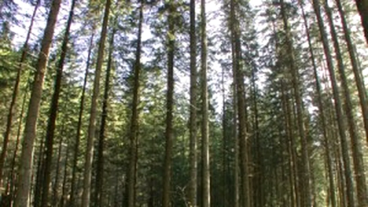Romania’s Forestry Fund Plots May Be Used In Resource Exploitations