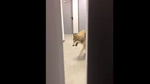 Întâlnire cu lupul în Satul olimpic? Înregistrarea VIDEO a unei sportive