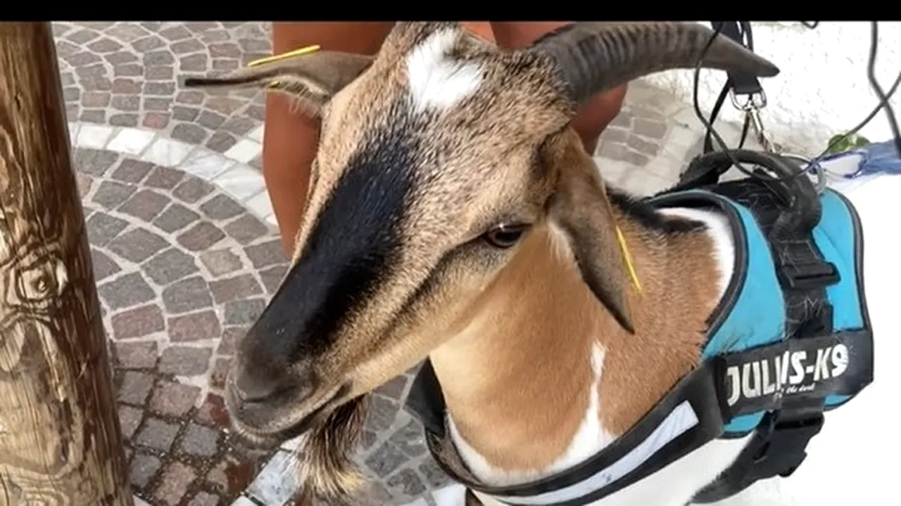 Apariţie inedită pe o insulă a Italiei. O turistă îşi petrece vacanţa cu capra 