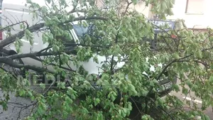 Arad: Locuinţe inundate şi maşini avariate de crengi şi copaci, în urma unei furtuni - FOTO