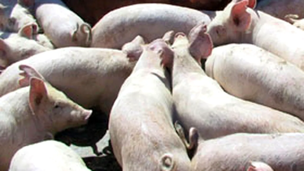 Toate fermele companiei Smithfield, verificate