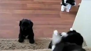 INAMICUL public numărul unu pentru căţei: scările. Lupta lor cu treptele - VIDEO 