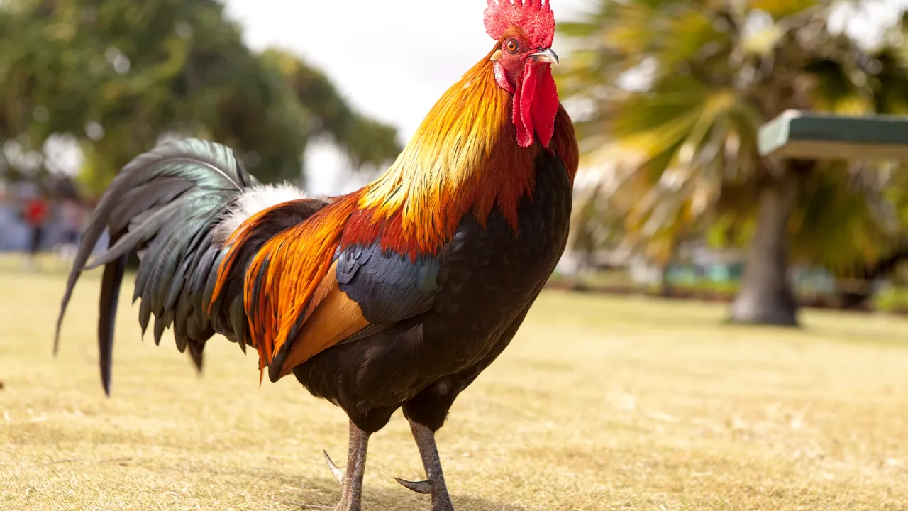 Un cocoş din Franţa şi-a câştigat în instanţă dreptul de a cânta
