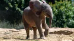 Moment special la o grădină zoologică din Germania: un pui de elefant, vedeta vizitatorilor