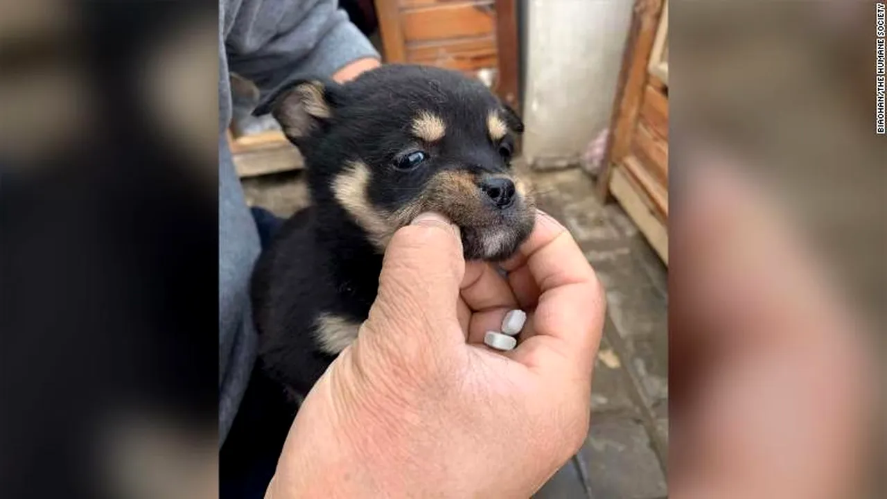 Situaţie dramatică. Ce s-a întâmplat cu animalele de companie ale chinezilor din zonele afectate de Covid-19