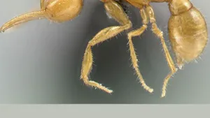 Descoperirea “furnicilor de pe Marte” şochează lumea ştiinţifică