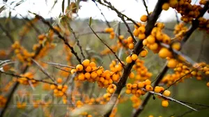 REPORTAJ: Un sibian a investit 80.000 de euro într-o afacere cu cătină pe care o vinde în mai multe ţări - FOTO