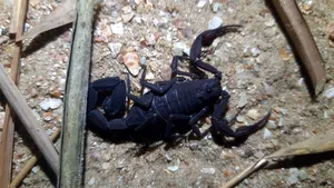 Studiu. Cum poate ucide celulele canceroase veninul de scorpion amazonian