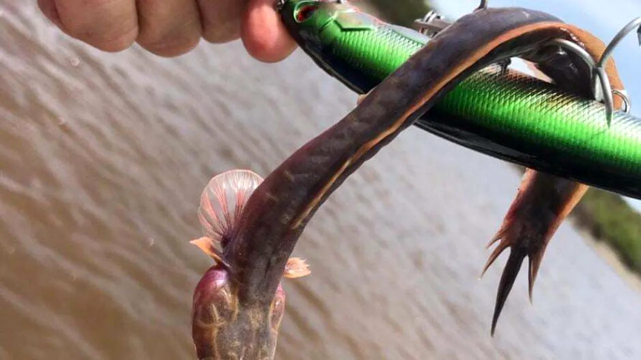 Un pescar din Australia a prins un peşte STRANIU. „Semăna cu ceva ce vezi în filmele de groază” | FOTO