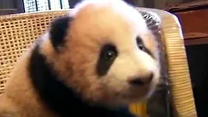 Cel mai drăgălaş animal din lume? Cum creşte un pui de panda - VIDEO