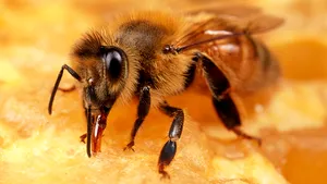 Măsura luată de CE după ce România a autorizat utilizarea neonicotinoidelor în situaţii de urgenţă, substanţe dăunătoare albinelor