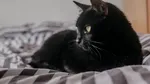 Un oraș spaniol interzice adopțiile de pisici negre de teama „ritualurilor” de Halloween