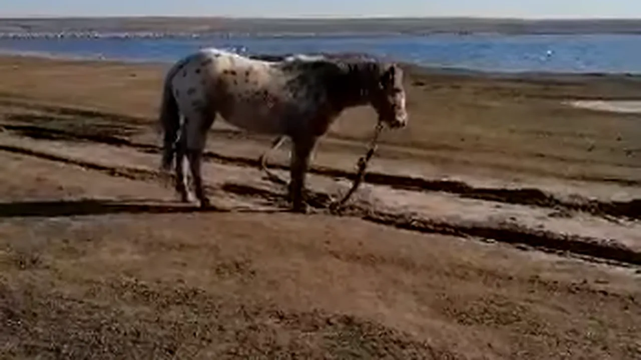 Caii abandonaţi lângă lacul Zarguzon, din Techirghiol, au fost duşi într-un adăpost din Constanţa