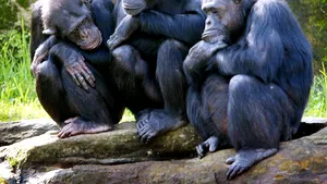 Primul film realizat de cimpanzei va fi difuzat de BBC