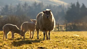 Crimă la o stână din Dâmboviţa. Împărţirea zonelor de păscut a iscat un scandal cu urmări grave