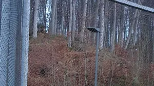 Leoparzii zăpezilor, Amalia şi Aslan, vor putea fi vizitaţi la Zoo Braşov